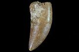 Serrated, Juvenile Carcharodontosaurus Tooth #80694-1